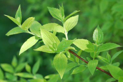 Philadelphus coronarius 'Aureus' -pustoryl věncový 'Aureus' - jarní větévka